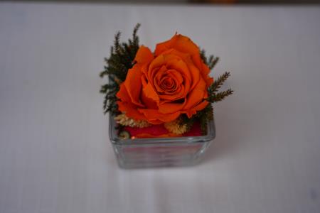 PEP04652